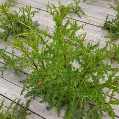 Cirsium arvense arvense