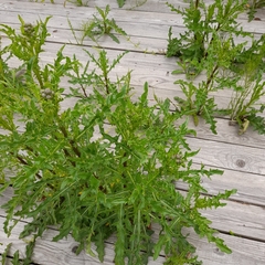 Cirsium arvense arvense