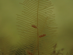 Lytocarpia phyteuma