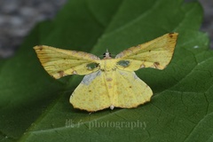 Corymica arnearia