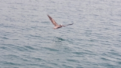 Pelecanus occidentalis