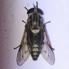 Tabanus trimaculatus