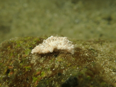 Tritoniopsis elegans