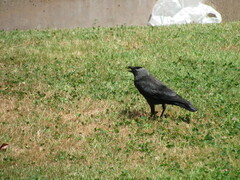 Corvus monedula