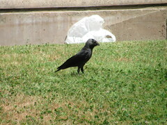 Corvus monedula
