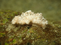 Tritoniopsis elegans