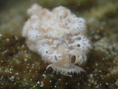 Tritoniopsis elegans