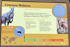 Macropus fuliginosus