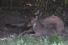 Macropus fuliginosus