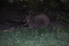Macropus fuliginosus