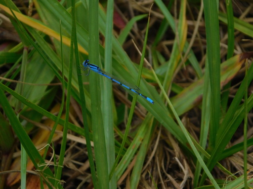 Familiar bluet