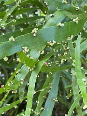 Semele