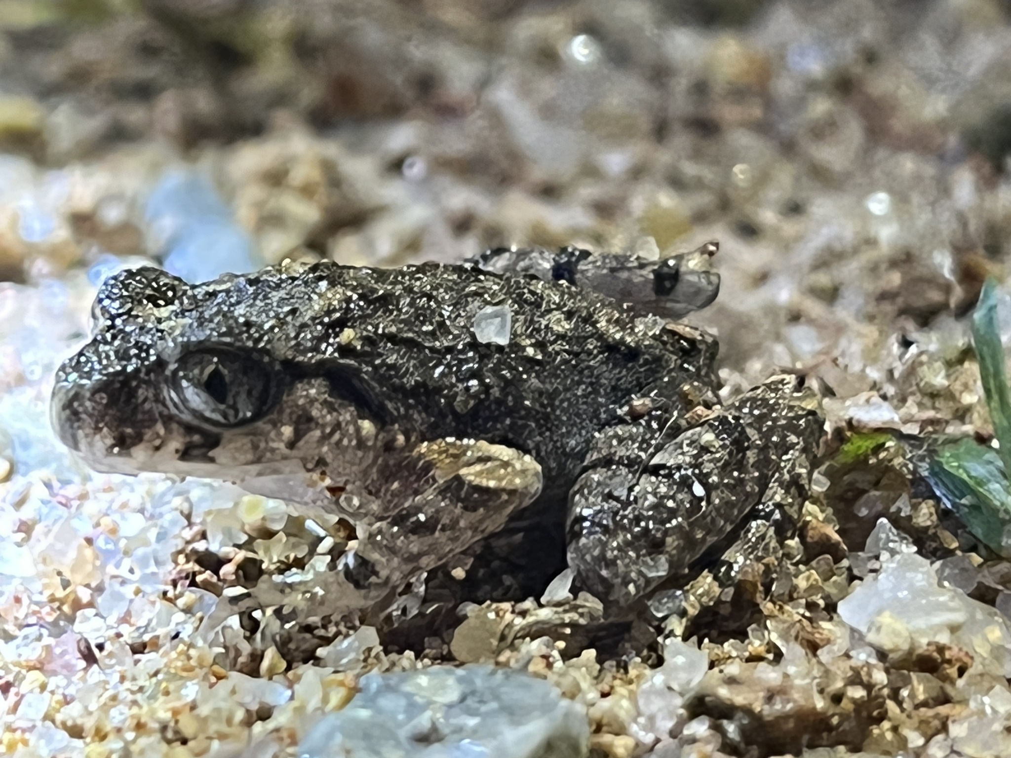 Leptobrachella Smith, 1925