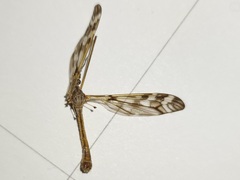 Tipula trivittata