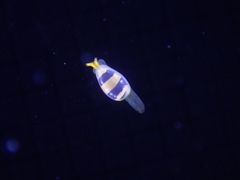 Cystiscus