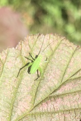 Leptophyes punctatissima