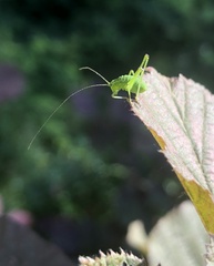 Leptophyes punctatissima