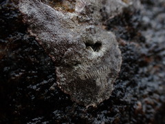 Caloplaca litoricola