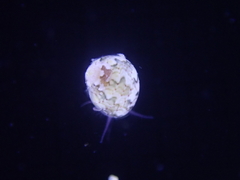 Neritoidea
