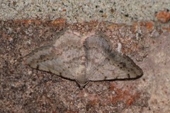 Digrammia ocellinata