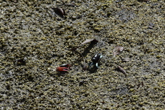 Paraleptuca splendida