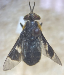 Chrysops cincticornis