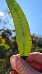 Eucalyptus punctata