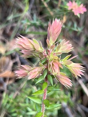 Acrotriche divaricata