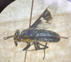 Chrysops cincticornis