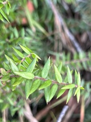 Acrotriche divaricata