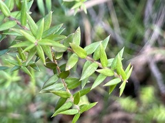 Acrotriche divaricata