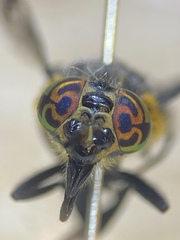 Chrysops cincticornis