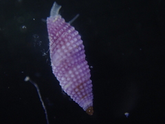 Kermia pumila