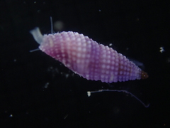 Kermia pumila