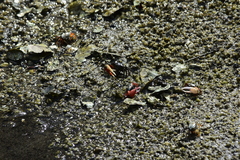 Paraleptuca splendida