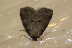 Hyperstrotia pervertens