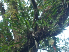 Ceratostylis