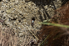 Paraleptuca splendida