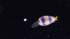 Cystiscus