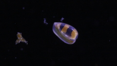 Cystiscus