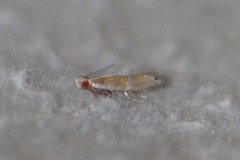 Battaristis vittella