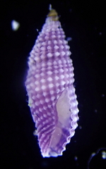 Kermia pumila