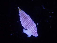 Kermia pumila