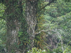 Oleandra neriiformis