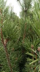 Pinus