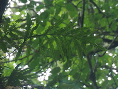 Microsorum membranifolium