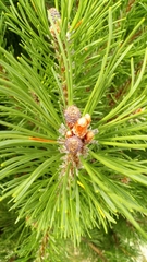 Pinus