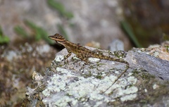 Anolis lucius