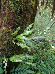 Selliguea heterocarpa