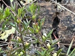 Cyanothamnus rigens